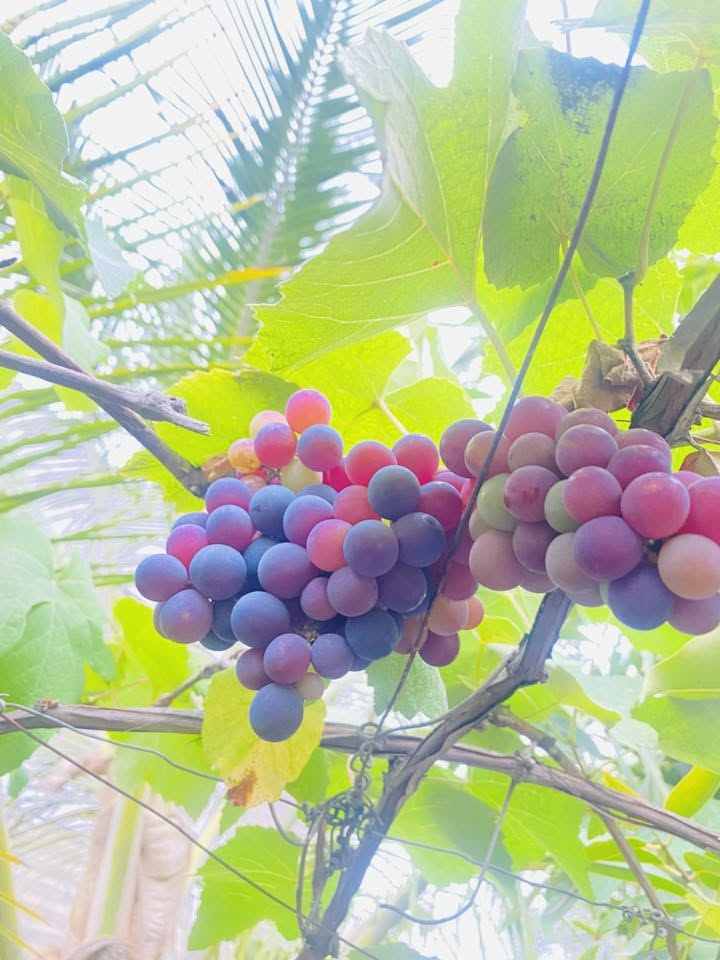 Grapes ripening on the vine inside a greenhouse