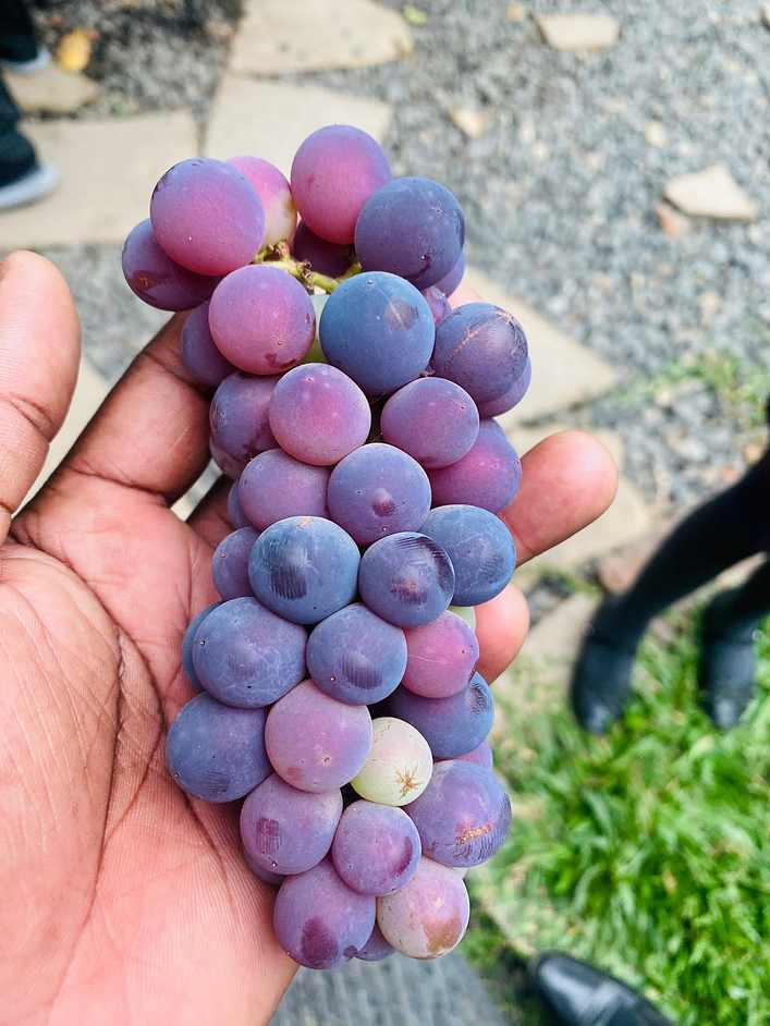 A hand holding a ripe bunch of grapes
