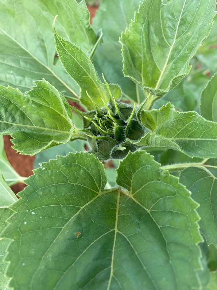 Close-up of an okra plant leaf