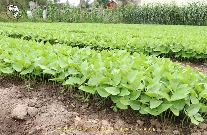 Rows of leafy greens in a vegetable field