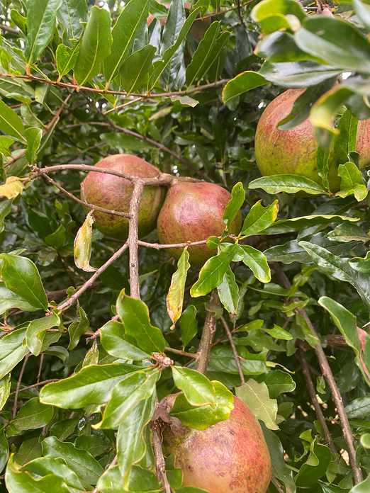 A pomegranate fruit growing on its branch