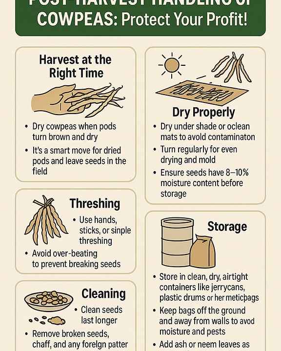AFarmers infographic on post-harvest handling of cowpeas