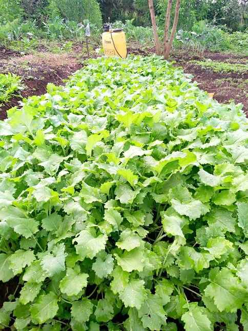 Squash and pumpkin leaves spreading across a field