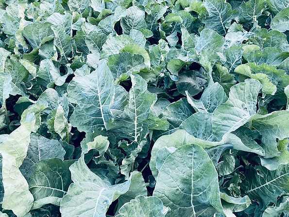 Close-up of sukuma wiki (collard greens) leaves