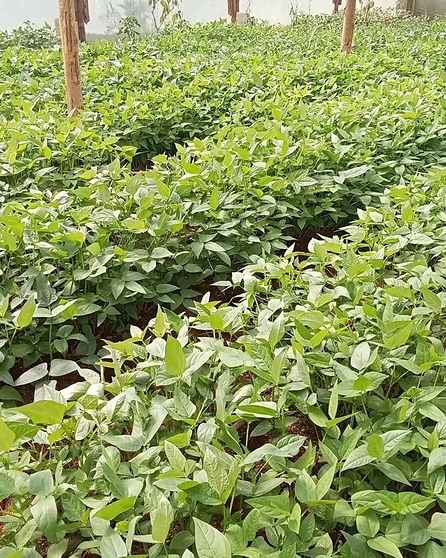 Rows of tree seedlings in a nursery field