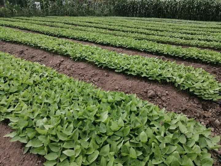 A farmer standing among rows of vegetables