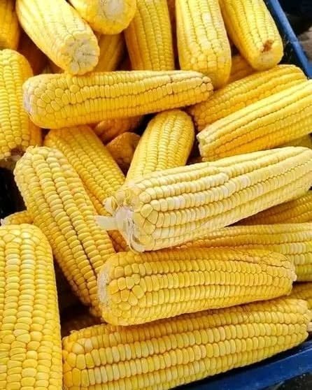 A pile of freshly harvested yellow maize cobs