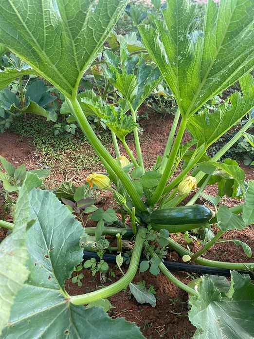 Zucchini plants growing across a field