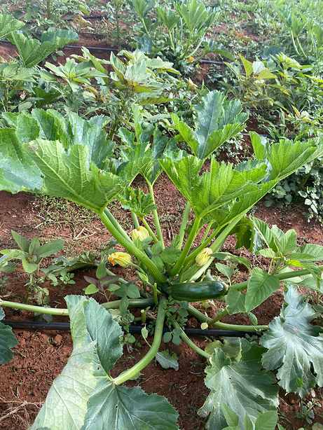 A wide bed of zucchini plants