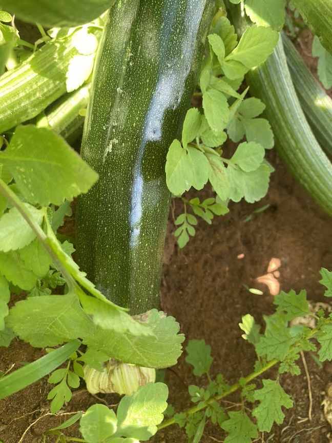 Close-up of a zucchini squash on the vine