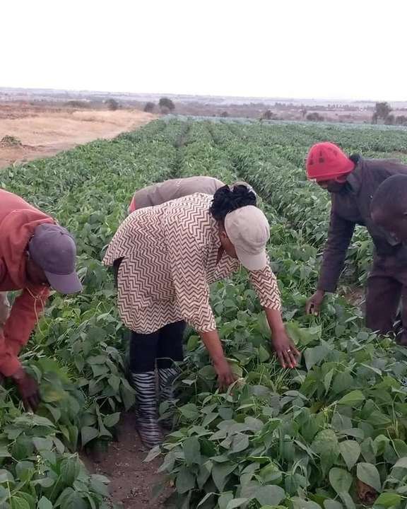 Farmers inspecting a bean field together during a clinic