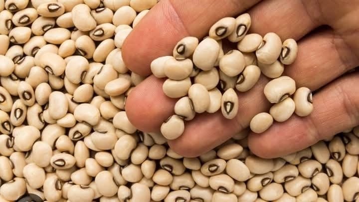 Cowpea seeds held in a farmer's hand