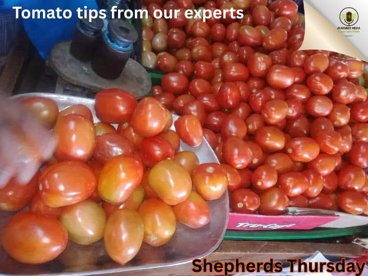 Shepherd's Thursdays graphic sharing tomato tips from experts