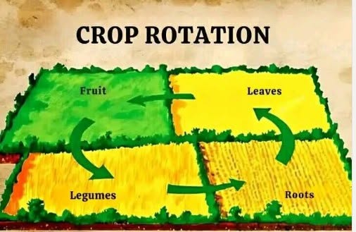 Crop rotation diagram covering fruit, leaf, legume and root crops