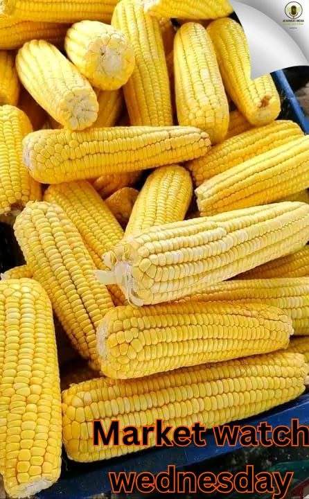 Yellow maize cobs displayed for a market price check