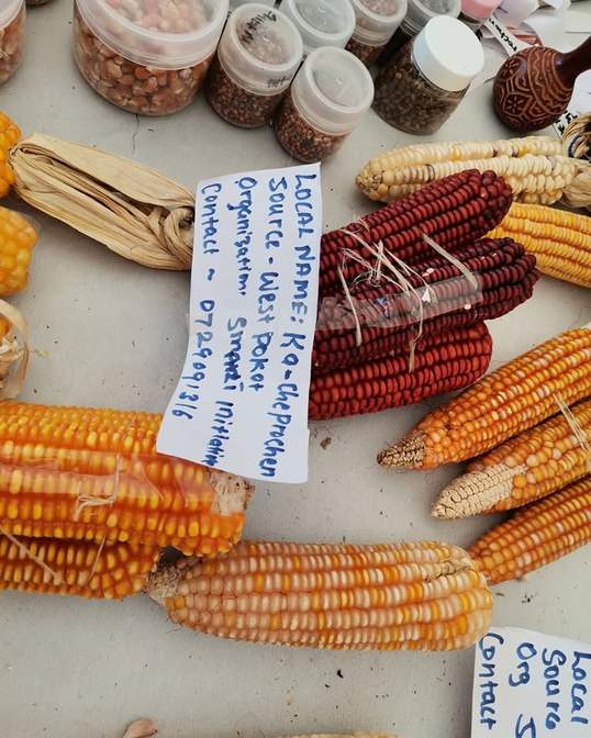 A display of colourful local maize seed varieties
