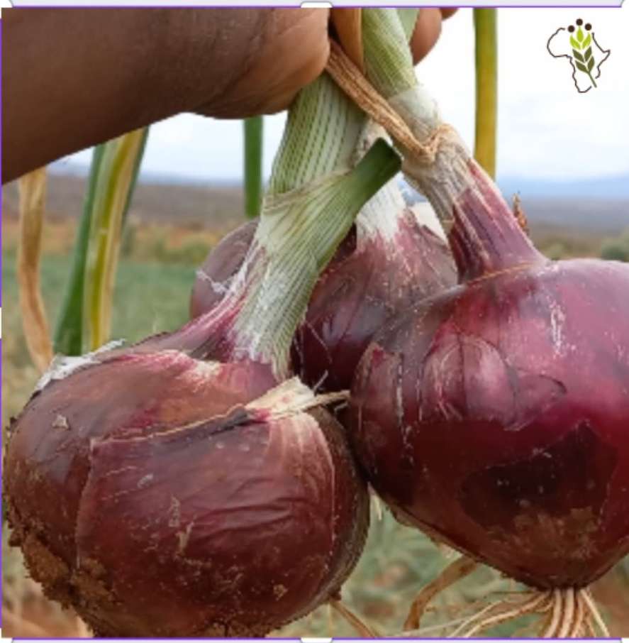 Red onion bulbs held in a farmer's hand