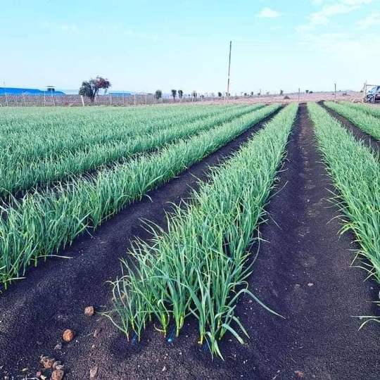 Spring onion rows growing in dark soil