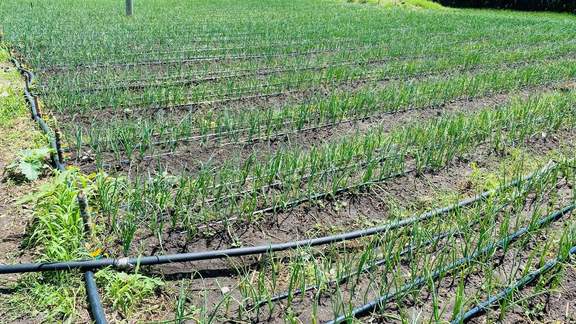 An onion field fitted with drip irrigation lines