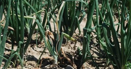 Mature onion plants in the field