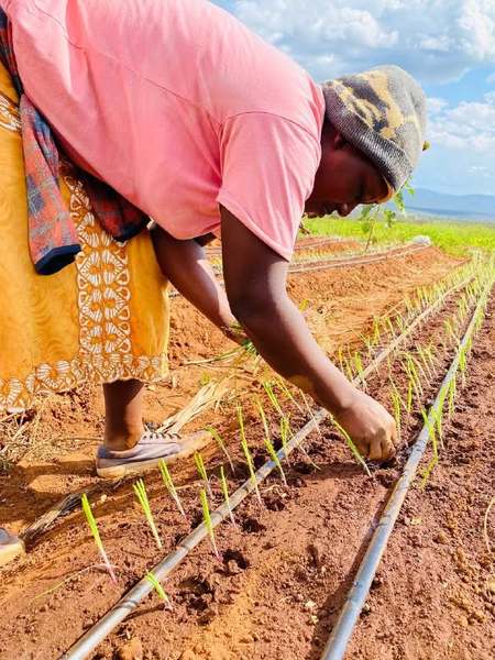 A woman transplanting onion seedlings along a drip line
