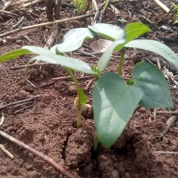 A young seedling just emerged in the soil