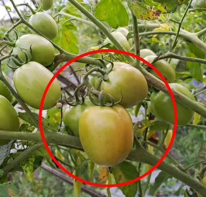 Green tomatoes on the vine circled for diagnosis