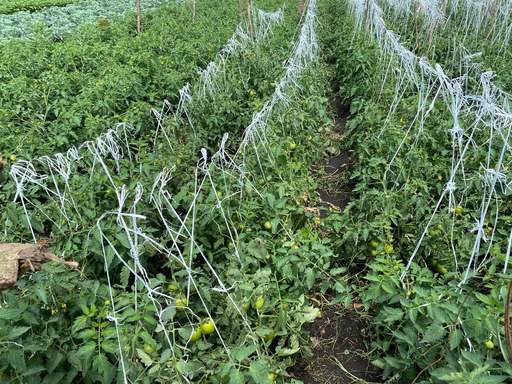 Staked tomato rows trained on support strings