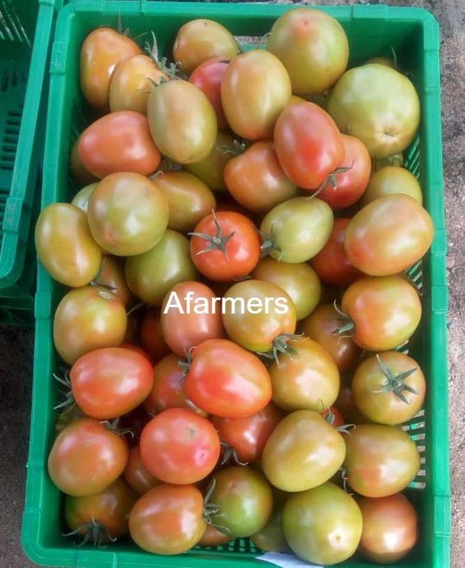A crate of ripening tomatoes
